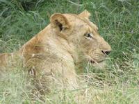 Krüger NP Löwe