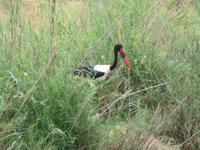 Krüger NP Storch