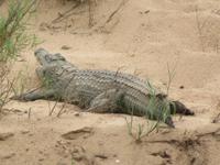Krüger NP Krokodil