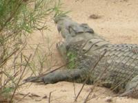 Krüger NP Krokodil