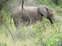 Krüger NP Elefant