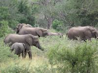 Krüger NP Elefanten