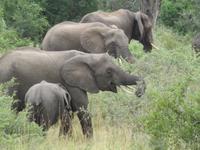 Krüger NP Elefantenfamilie