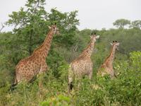 Krüger NP Giraffen