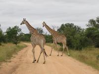 Krüger NP Giraffen