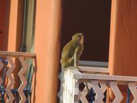 Sambia Zimmerbesucher