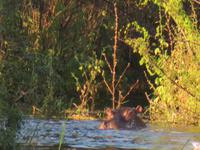 Sundowner Bootsfahrt Sambia Hippo
