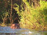 Sundowner Bootsfahrt Sambia Hippo