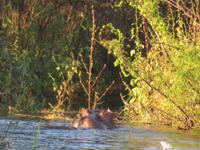 Sundowner Bootsfahrt Sambia Hippo