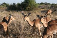 Impalas