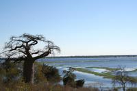 Backwater des Chobe