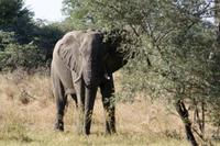 Pirschfahrt im Bwatwata Nationaplark