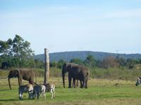 Knysna Elephanten Park    