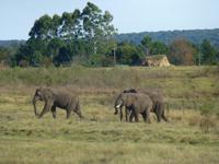 Knysna Elephanten Park    