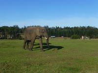 Knysna Elephanten Park    