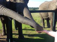 Knysna Elephanten Park    