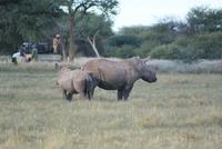 Nashornbrüder auf der Otjiwa Game Lodge