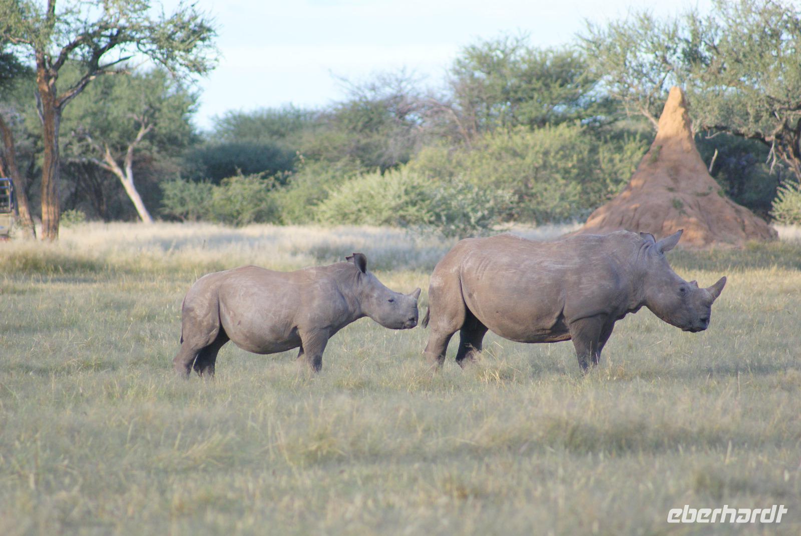 Nashornbrüder auf der Otjiwa Game Lodge
