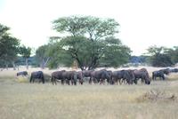 Gnuherde auf der Otjiwa Lodge
