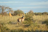 Antilope auf der Otjiwa Lodge