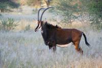 Rappenantilope auf der Otjiwa Lodge