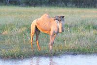 Kamel auf der Otjiwa Lodge