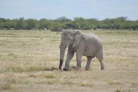 Hurra-der erste Elefant in der Nähe des Okaukuejo Restcamps