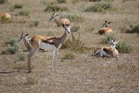 Eine Herde voller Springböcke