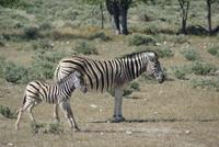 Zebramutter und Kind