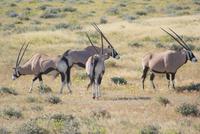 wunderschöne Oryxantilopen