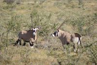 wunderschöne Oryxantilopen