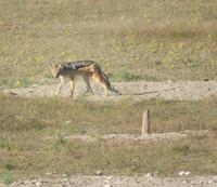 Ein Schakal und ein Erdmännchen beäugen sich gegenseitig