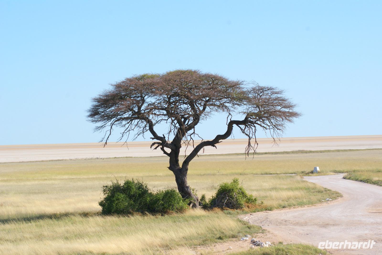 Schirmakazie allein auf weiter Flur