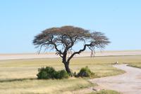 Schirmakazie allein auf weiter Flur