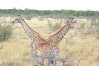 Giraffen im Etosha Park