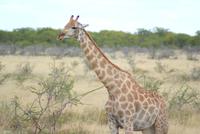 Giraffen im Etosha Park