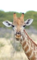Giraffen im Etosha Park
