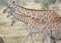 3 Giraffen im Etosha Park