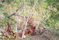 Löwenrudel beim Zebraschmaus