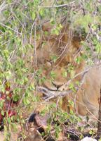 Löwenrudel beim Zebraschmaus