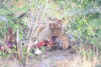 Löwenrudel beim Zebraschmaus