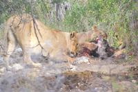 Löwenrudel beim Zebraschmaus