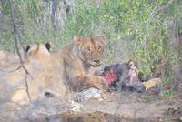 Löwenrudel beim Zebraschmaus