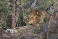 Löwenrudel beim Zebraschmaus