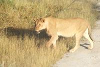 Löwin in nächster Nähe