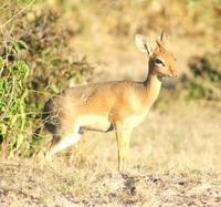 Damara Dik Dik , die kleinste Antilopenart der Welt