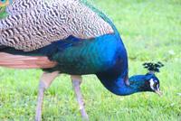 ein stolzer Pfau auf der Hakusembe River Lodge