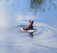 Hippo wartet auf eine milde Gabe vom Picknicktisch! :)