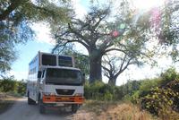 Unser Safaritruck unter dem Baobab-Affenbrotbaum