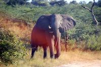 Wir haben verstanden! Vorsicht ist angesagt...ein Halbstarker kommt!